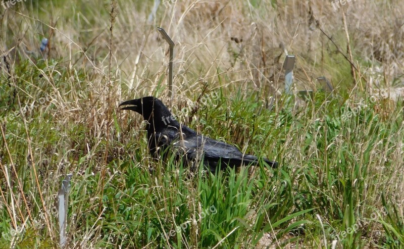 Raven In The Grass Bird Grass Nature