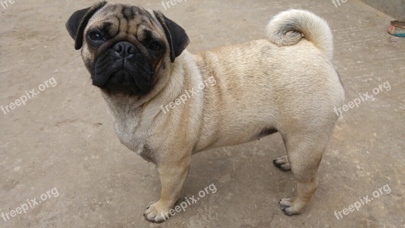 Pets Dogs Animals Pug Beautiful Dog