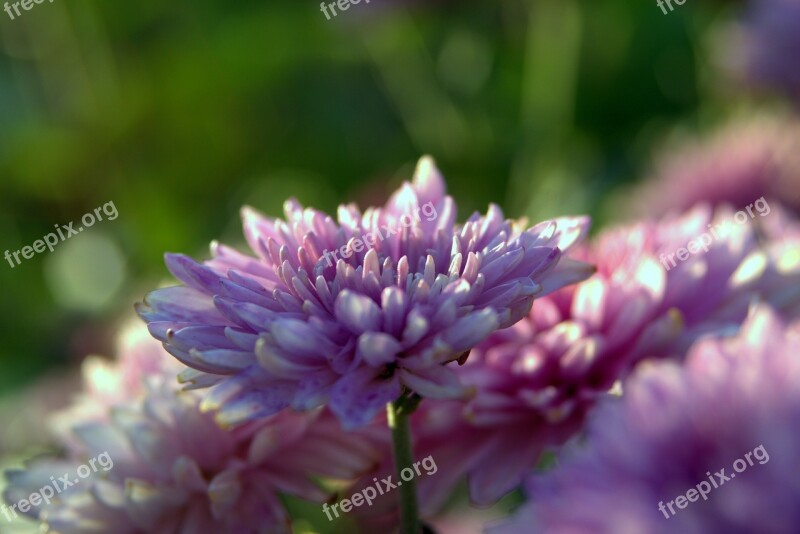 Flowers Blue Garden Flowery Blue Flower