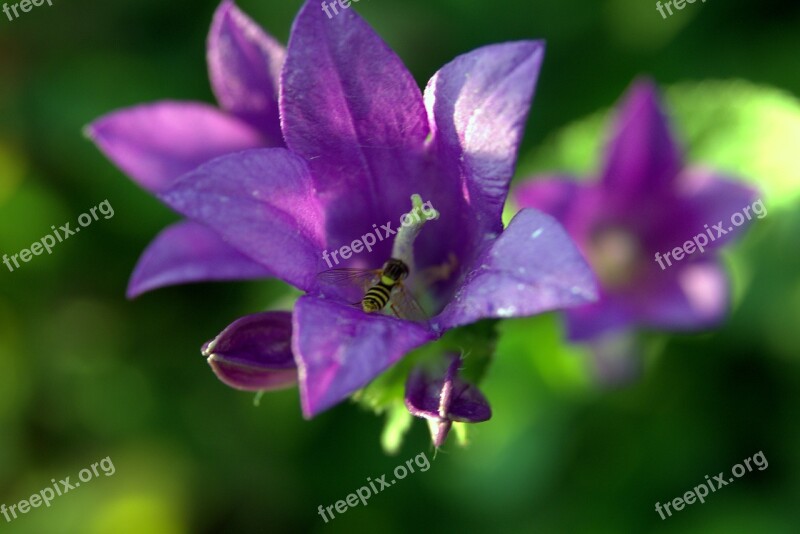 Ringtone Flower Mucha Bee Violet