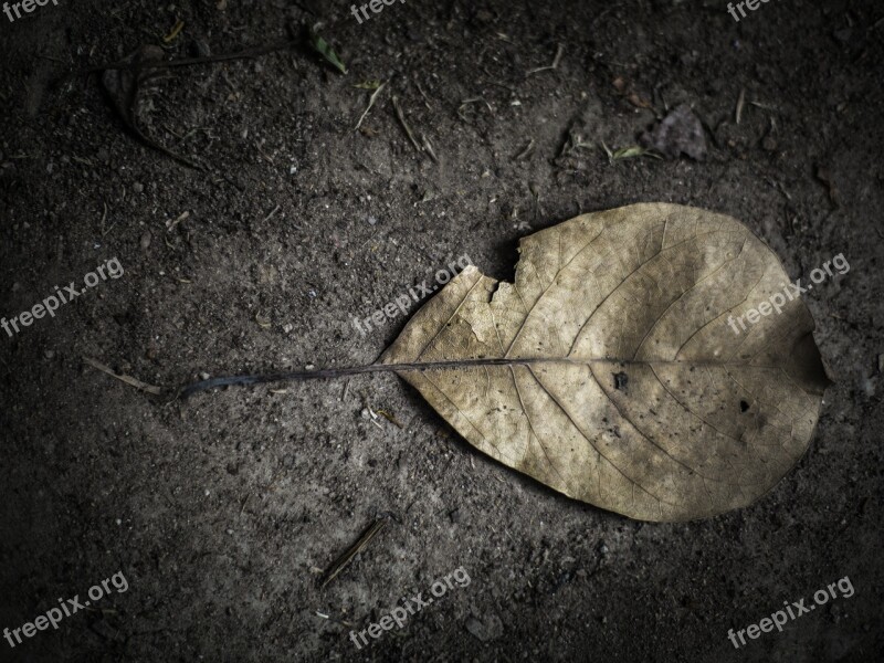 Autumn Leaves Dry Leaf Plant Free Photos