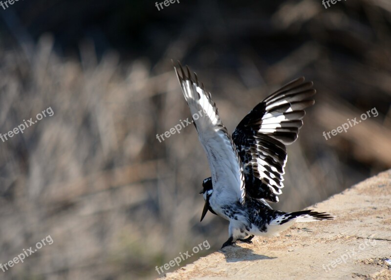 Bird Nature Wings Taking Off Black And White