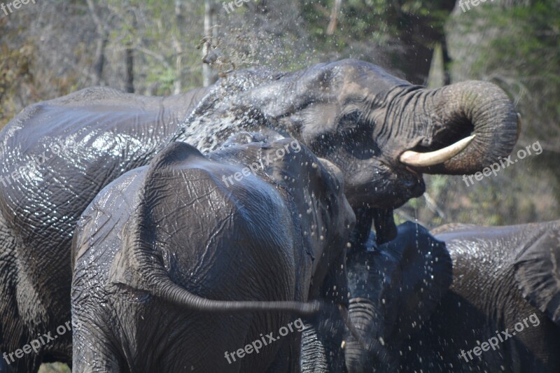 Trunk Wildlife Elephant Drinking Water Washing