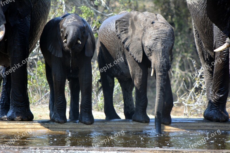 Baby Elephant Wildlife Trunk Young Generation