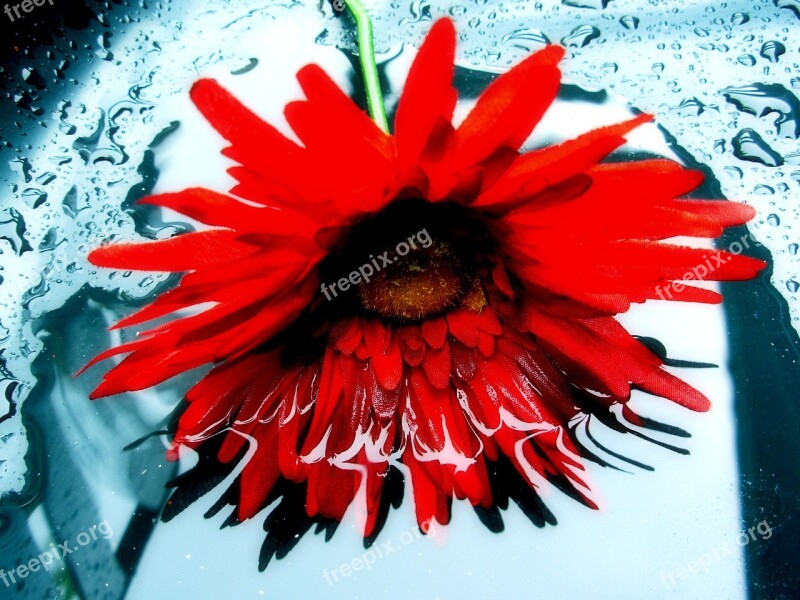 Daisy Reflection Floral Red Flower Water