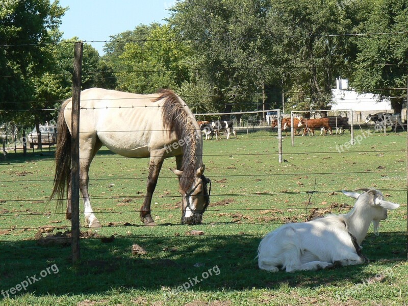 Equine Animals Horse Nature Free Photos