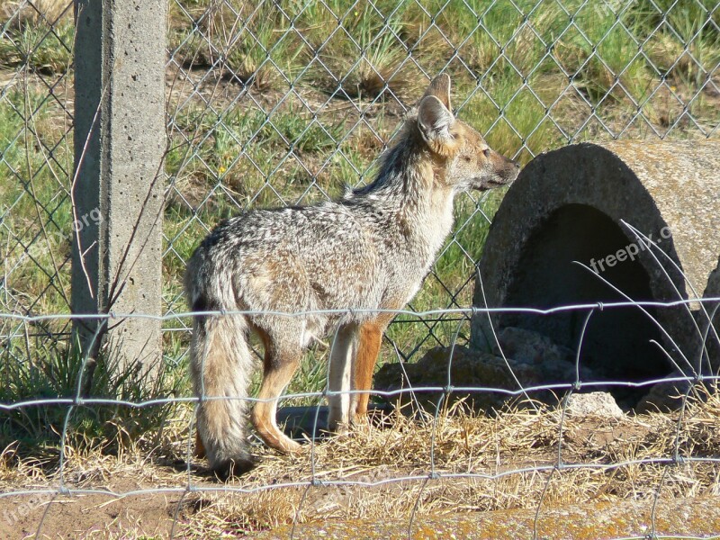 Fox Animal Fauna Free Photos