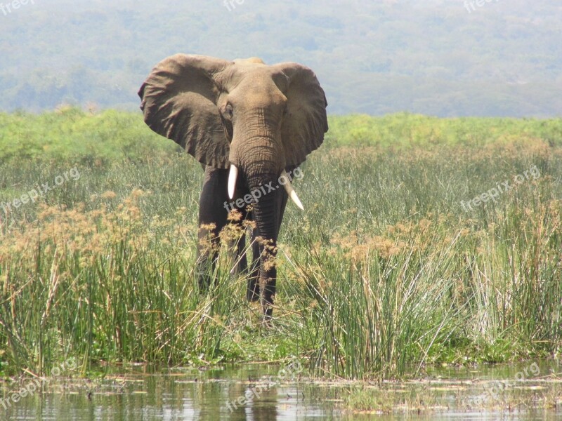 Elephant Murchison Falls Uganda Free Photos