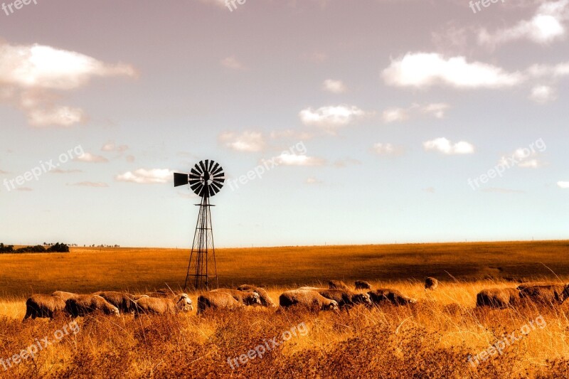 Sheep Farm Windmill Free Photos