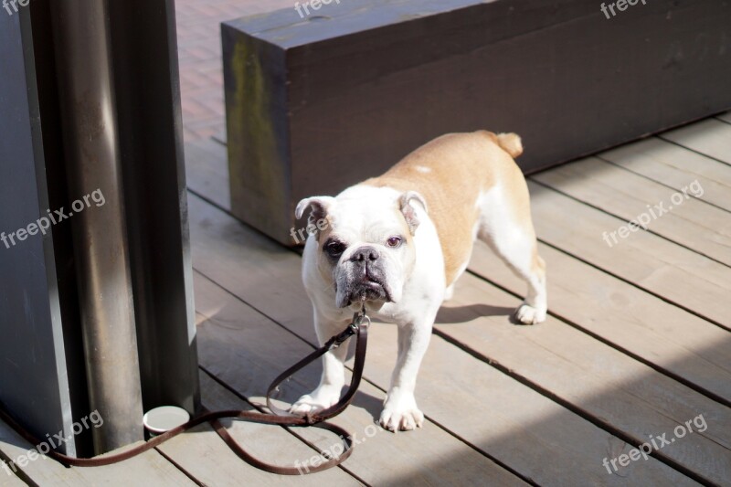 Dog Bulldog Animal English Bulldog Cute