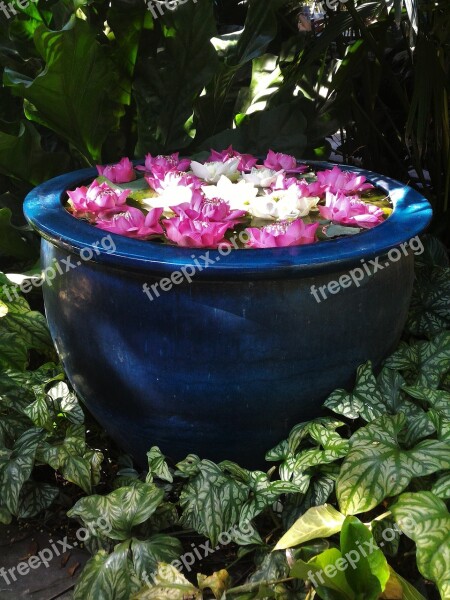 Flowers Lotus Green Pink White Lotus