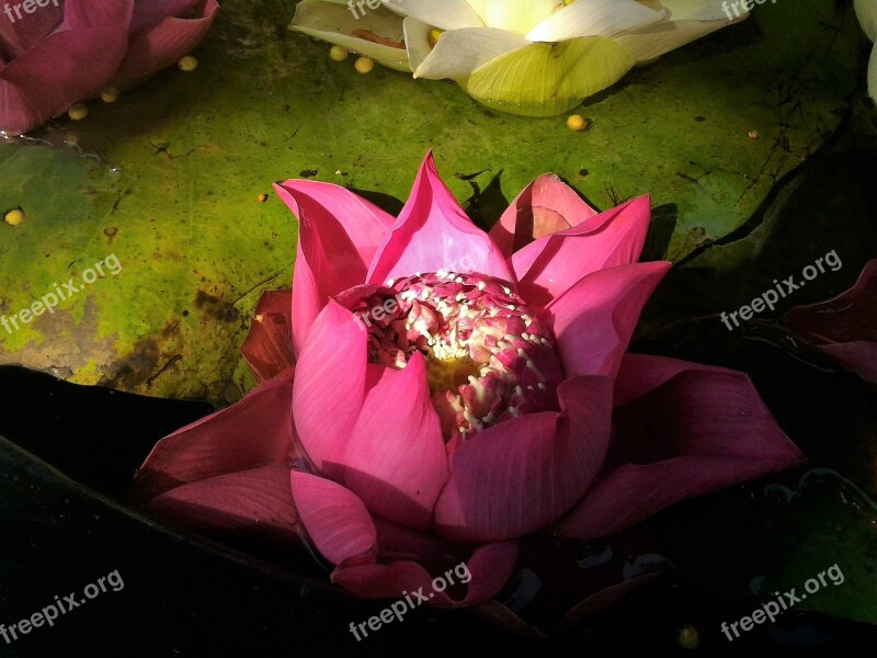 Flowers Lotus Green Pink White Lotus