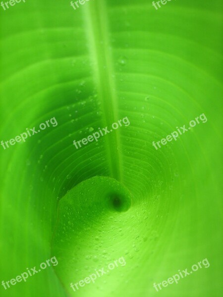 Leaf Green Banana Leaf Green Leaf Spiral