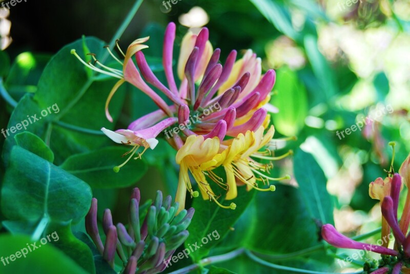 Honeysuckle Flowers Intense Color Nature B