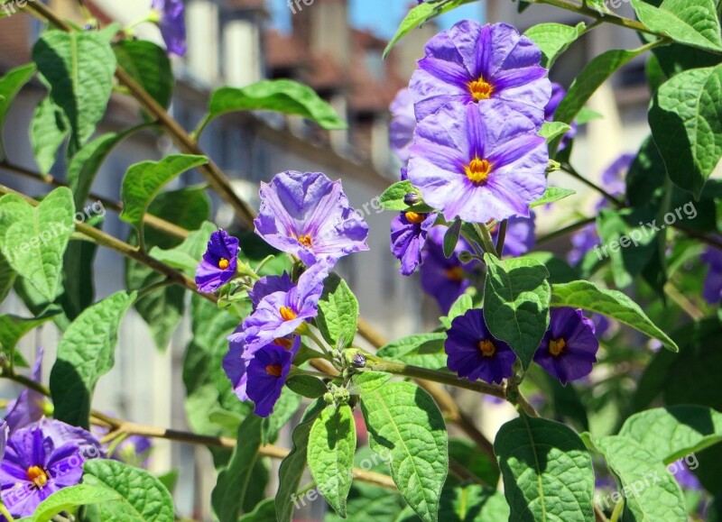 Solanum Solanum Rantonnetii Nightshade Violet Nightshade Rantonnet