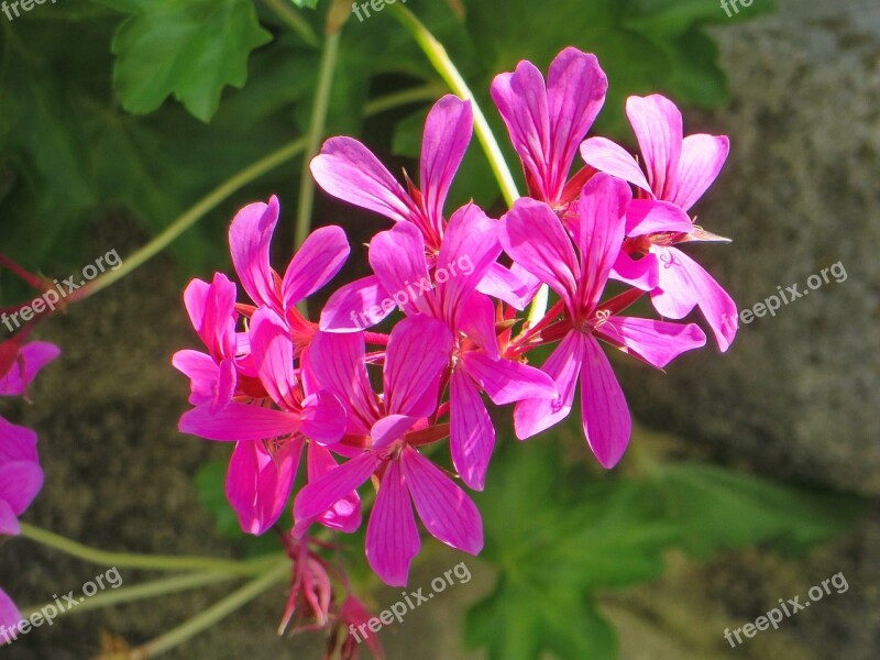 Geranium Flower Petals Rose Geranium Rose Petals