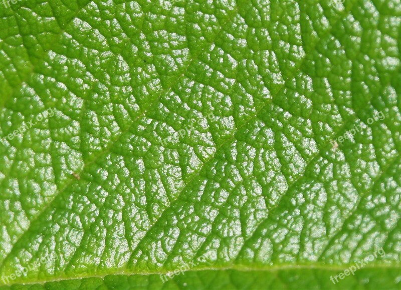 Macro Detail Rose Leaf Rose Rugosa Rose Leaf Plant