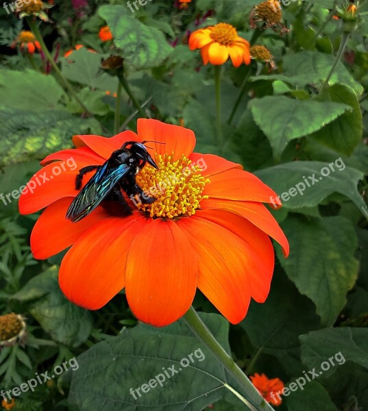 Flower Bumble Bee Insect Bee Mexican Sunflower