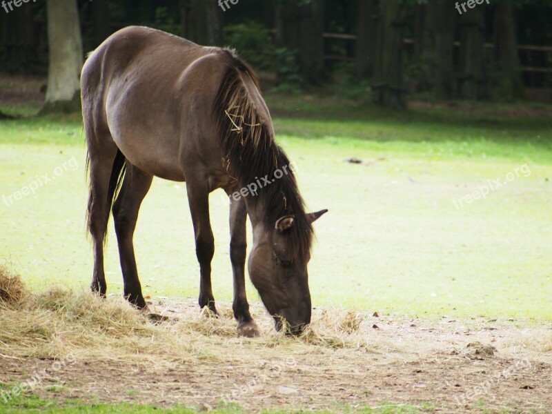 Horse Urpferd Zoo Wild Wildlife Park