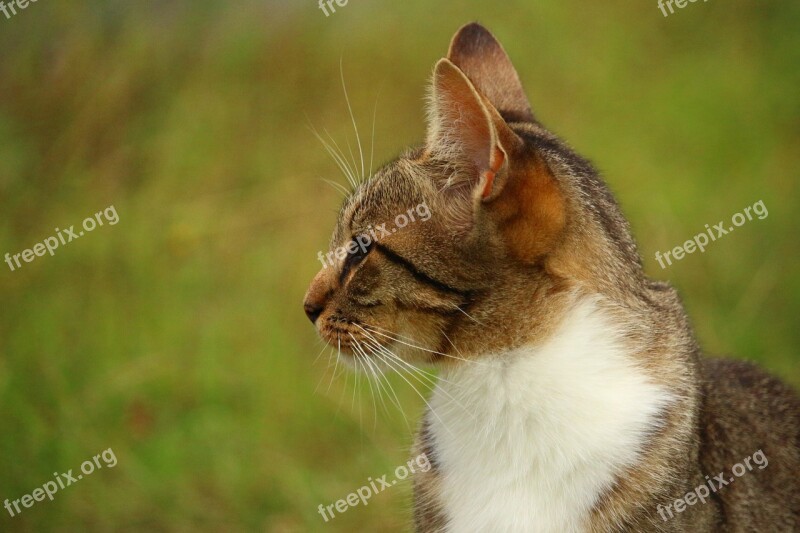 Cat Kitten Mieze Mackerel Tabby Domestic Cat