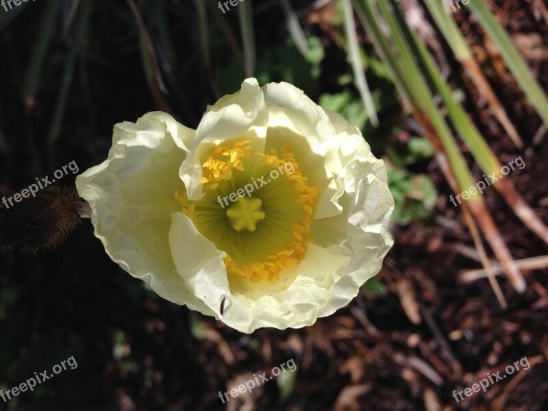 Poppy Flower Cream Free Photos