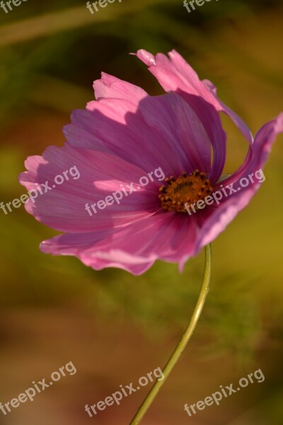 Cosmea Pink Flower Nature Free Photos