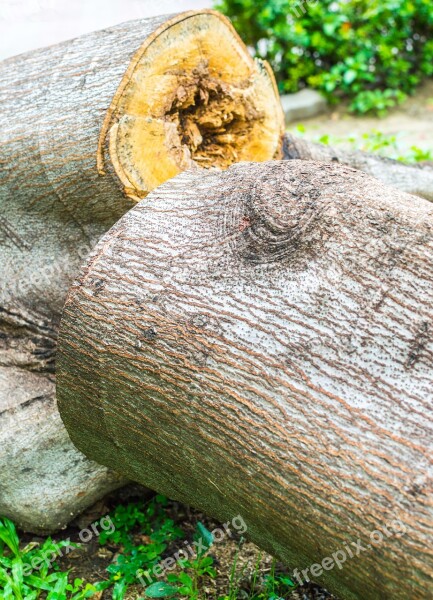 Tree Dead Nature Desert Dry