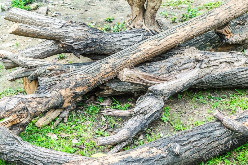 Tree Dead Nature Desert Dry