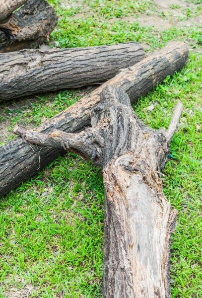 Tree Dead Nature Desert Dry