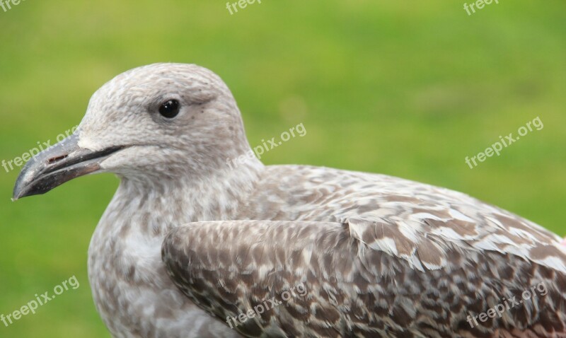 Seagull Bird Gull Animal Free Photos