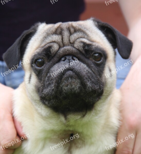 Pug Dog Animal Breed Pet