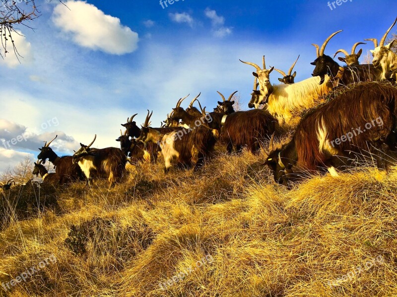 Goats Capra Mountain Animal Nature