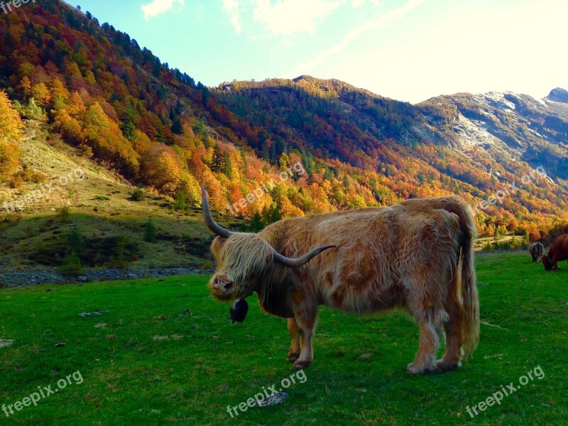 Animal Cow Animals Pasture Prato