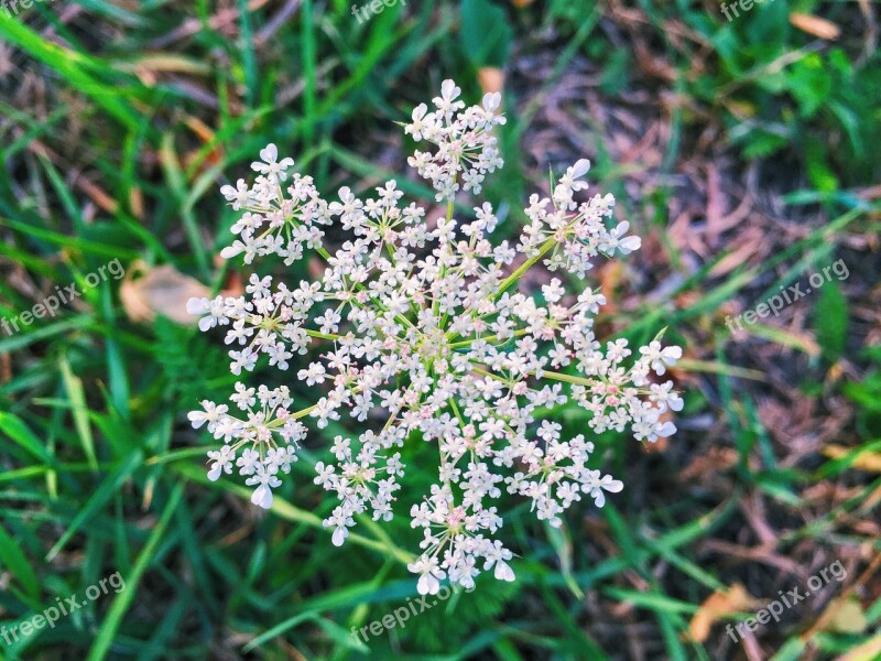 Summer Plants Flowers Nature Living Nature