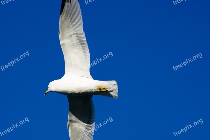 Seagull Sky Gull Sea Bird