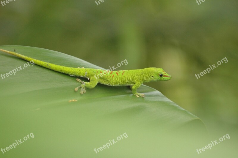 Salamander Amphibians Leaf Green Zoo