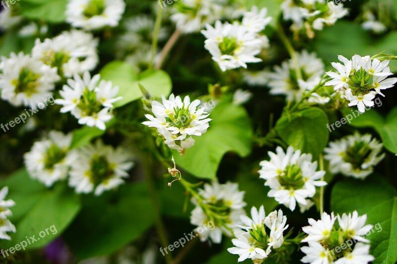 White Flower Flower White Small Close Up