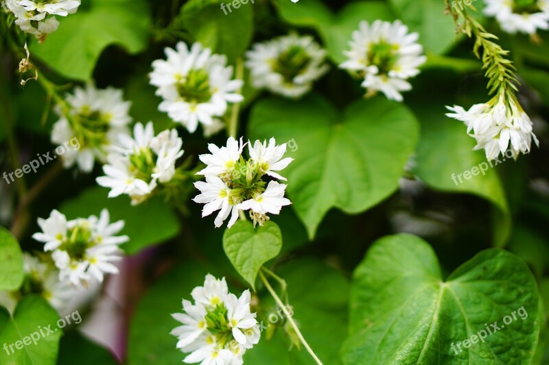 White Flower Flower White Small Close Up