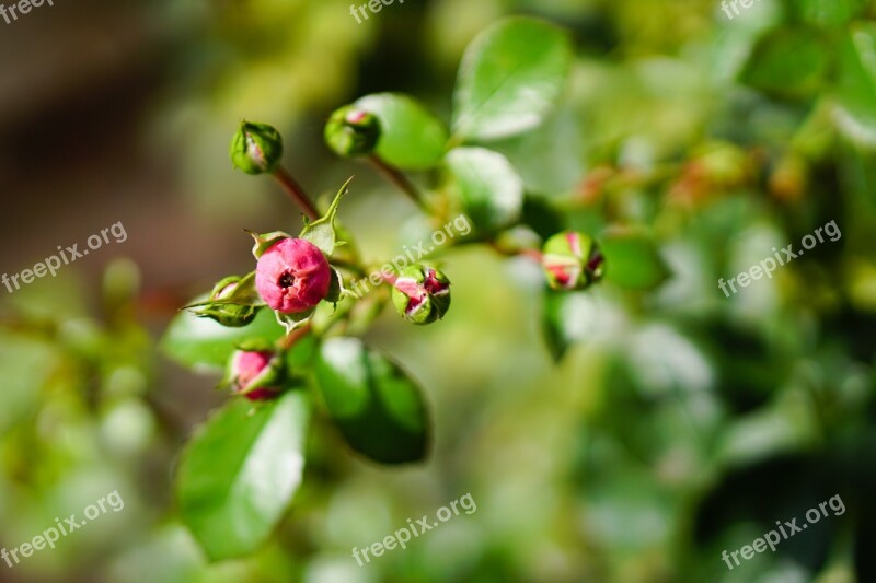 Pink Rose Flower Blossom Bloom