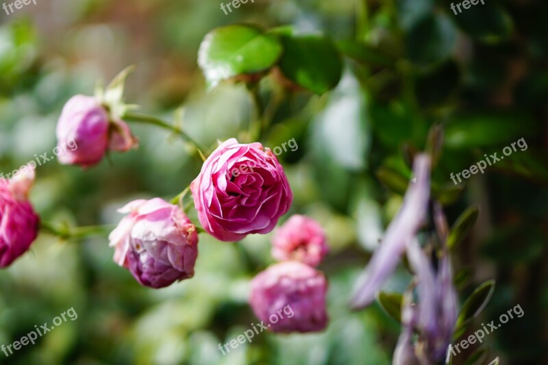 Pink Rose Flower Blossom Bloom