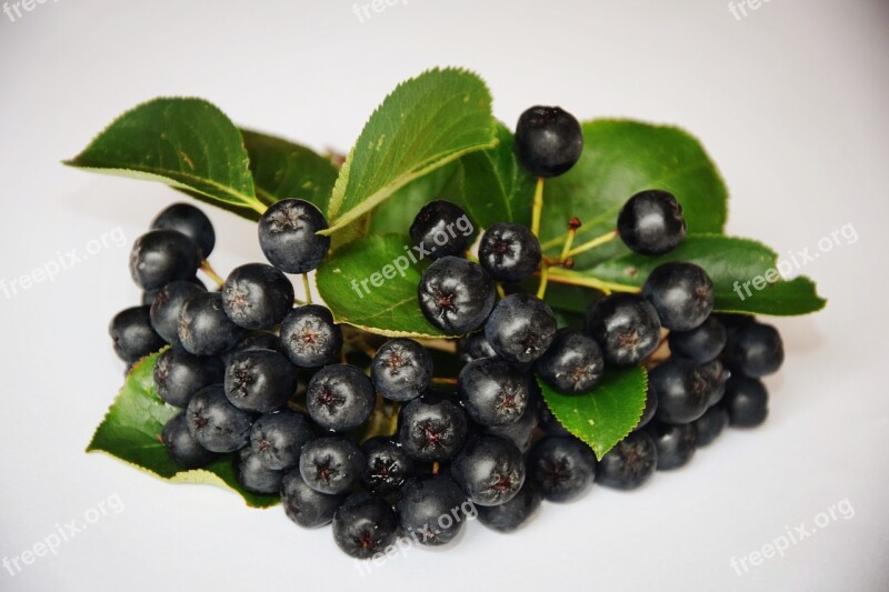 Aronia Fruit Healthy Eating Vitamins Nature