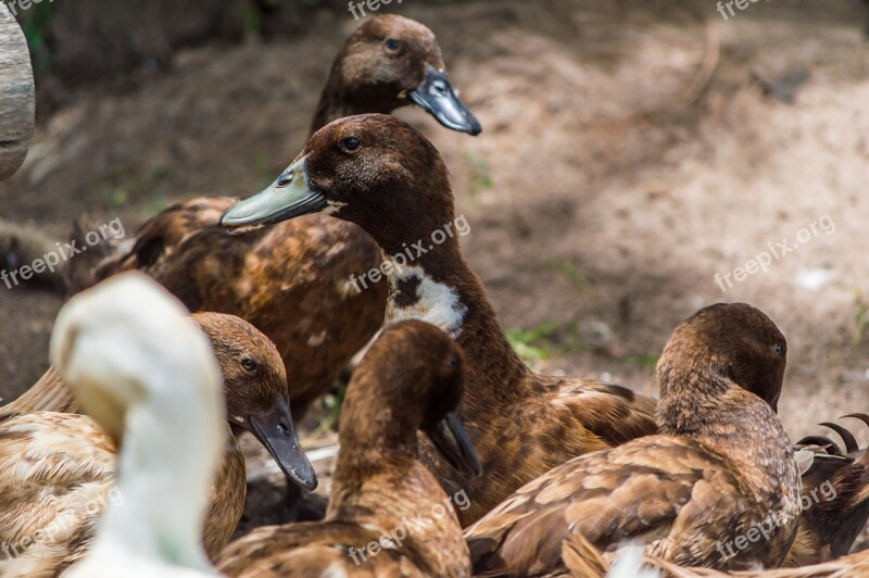 Duck Thailand Field Rice Chase