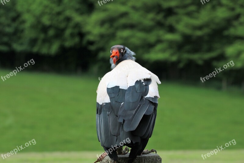 King Vulture Vulture Wildlife Scavenger Carnivore