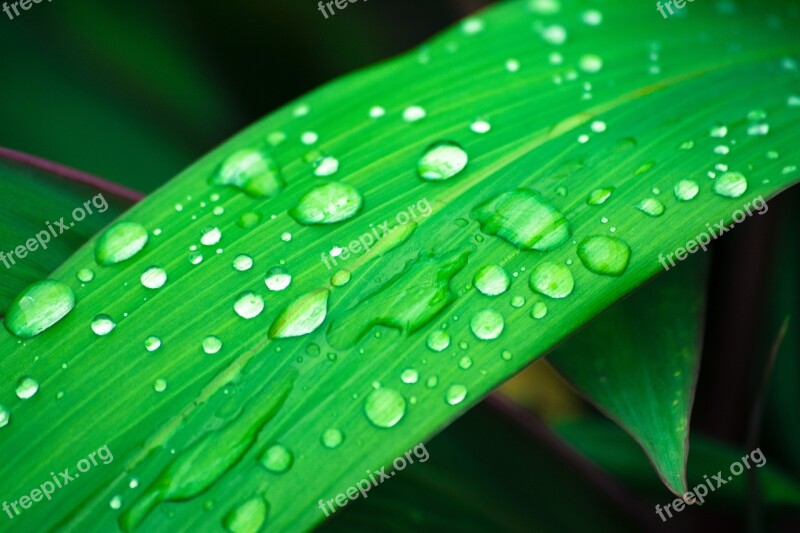 Leaf Water Droplets Droplets On Leaf Green Leaf Free Photos