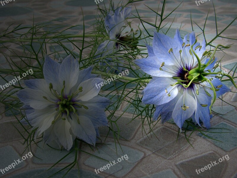 Flower Blu Blossom Garden Free Photos