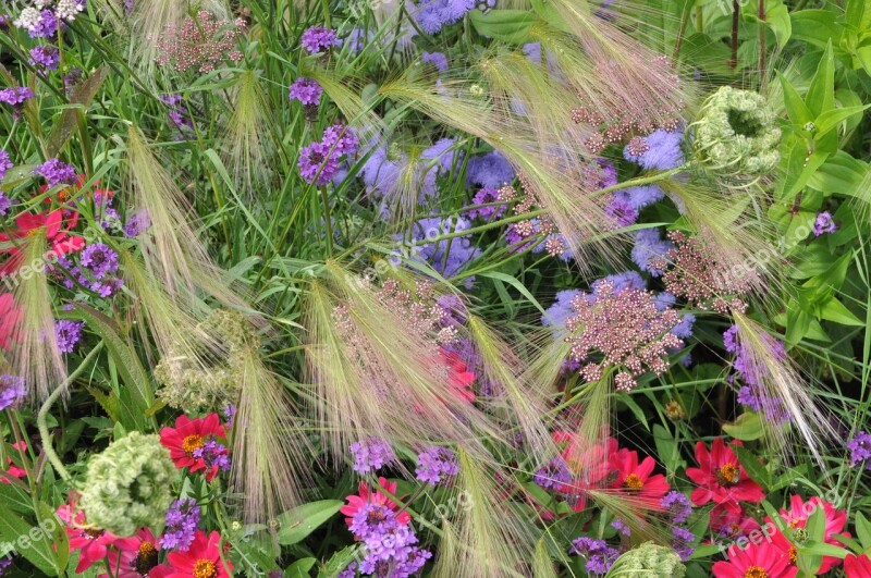 Bed Flowers Cottage Garden Bloom Nature