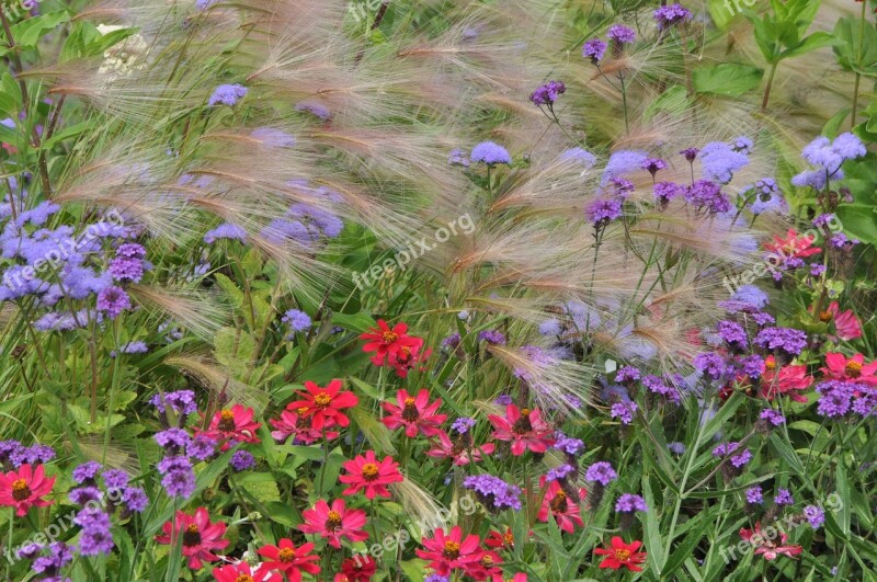 Bed Flowers Cottage Garden Bloom Nature