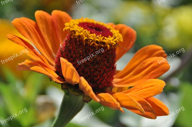 Flower Flora Orange Zinnia Nature