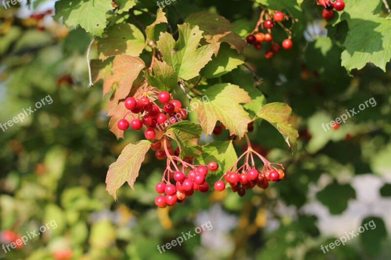 Viburnum Autumn Red Nature Golden Autumn