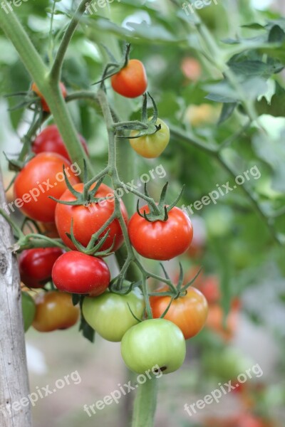 Tomatoes Dacha Vegetables Harvest Elitexpo